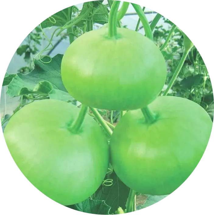 Bottle Gourd Girdhar F1 (Flat Round)